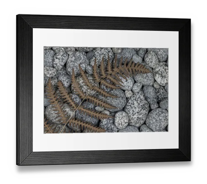 Framed Print : USA, Washington State, Seabeck. Dried bracken fern on beach rocks. ©Don Paulson / Jaynes Gallery / DanitaDelimont.com Framed Print : USA, Washington State, Seabeck. Dried bracken fern on beach rocks. ©Don Paulson / Jaynes Gallery / DanitaDelimont.com