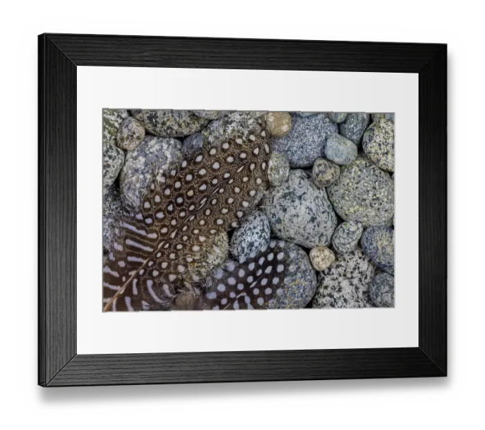 Framed Print : USA, Washington State, Seabeck. Guinea fowl feathers on smooth beach rocks. ©Don Paulson  /  Jaynes Gallery  /  DanitaDelimont.com