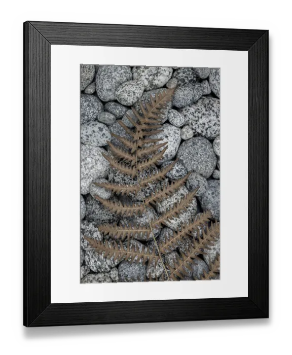 Framed Print : USA, Washington State, Seabeck. Dried bracken fern on beach rocks. ©Don Paulson / Jaynes Gallery / DanitaDelimont.com Framed Print : USA, Washington State, Seabeck. Dried bracken fern on beach rocks. ©Don Paulson / Jaynes Gallery / DanitaDelimont.com