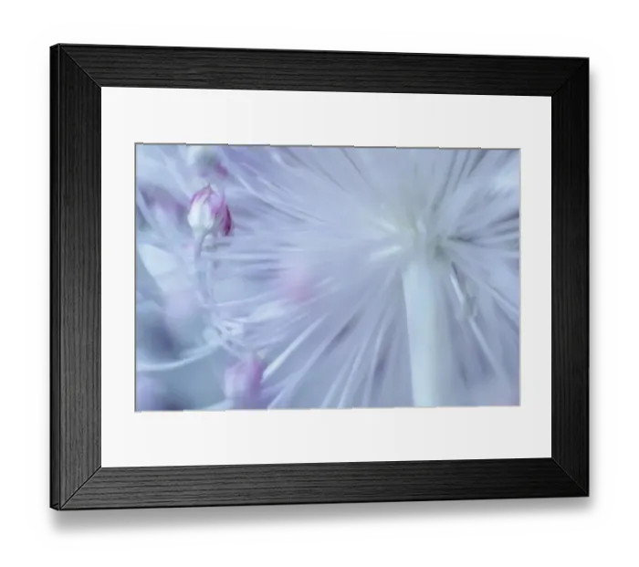 Framed Print : USA, Washington State, Seabeck. Budding allium flower. ©Don Paulson / Jaynes Gallery / DanitaDelimont.com Framed Print : USA, Washington State, Seabeck. Budding allium flower. ©Don Paulson / Jaynes Gallery / DanitaDelimont.com