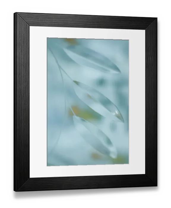 Framed Print : USA, Washington State, Seabeck. Abstract of leaves in pale blue. ©Don Paulson / Jaynes Gallery / DanitaDelimont.com Framed Print : USA, Washington State, Seabeck. Abstract of leaves in pale blue. ©Don Paulson / Jaynes Gallery / DanitaDelimont.com