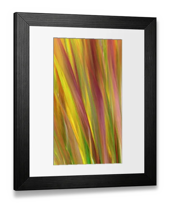 Framed Print : USA, Washington State, Seabeck. Blur of crocosmia foliage in fall. ©Don Paulson  /  Jaynes Gallery  /  DanitaDelimont.com