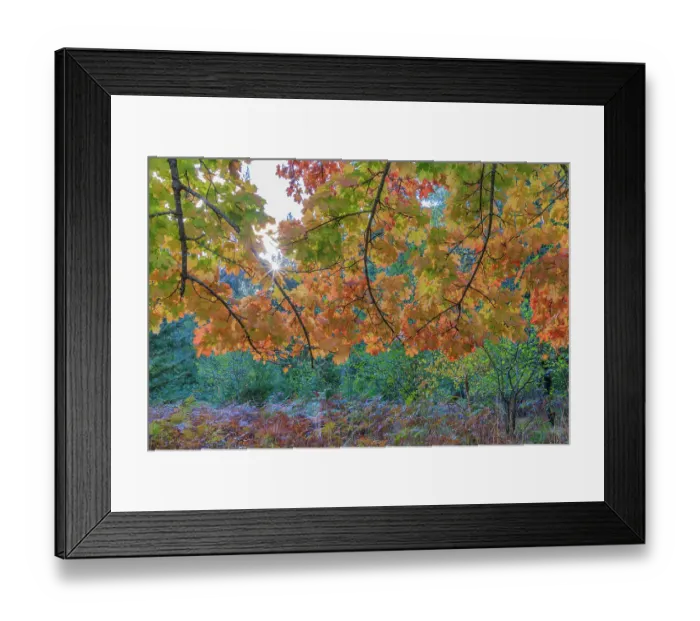 Framed Print : USA, Washington State, Seabeck, Guillemot Cove Nature Preserve. Autumn maple tree foliage and forest. ©Don Paulson  /  Jaynes Gallery  /  DanitaDelimont.com