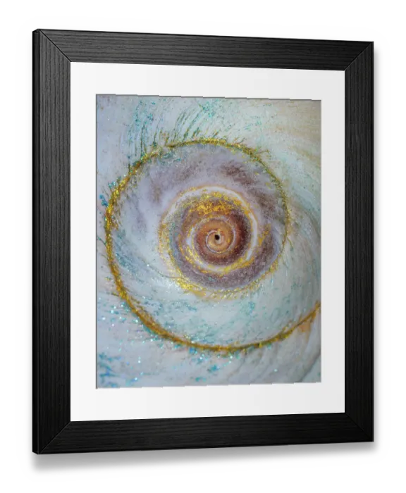 Framed Print : USA, Washington State, Seabeck. Moon snail shell close-up. ©Don Paulson / Jaynes Gallery / DanitaDelimont.com Framed Print : USA, Washington State, Seabeck. Moon snail shell close-up. ©Don Paulson / Jaynes Gallery / DanitaDelimont.com