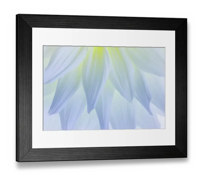 Framed Print : USA, Washington State, Seabeck. White dahlia flower pedals close-up. ©Don Paulson  /  Jaynes Gallery  /  DanitaDelimont.com