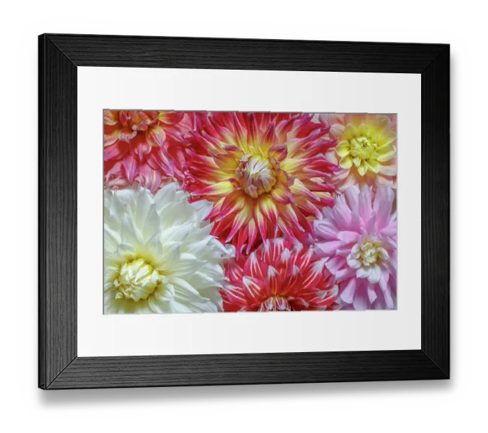 Framed Print : USA, Washington State, Seabeck. Dahlia flowers close-up. ©Don Paulson / Jaynes Gallery / DanitaDelimont.com Framed Print : USA, Washington State, Seabeck. Dahlia flowers close-up. ©Don Paulson / Jaynes Gallery / DanitaDelimont.com