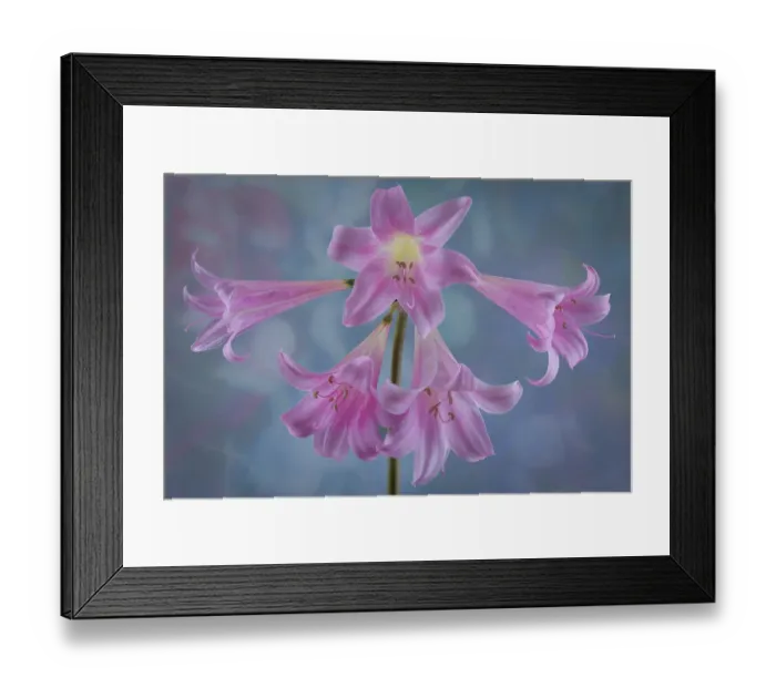 Framed Print : USA, Washington State, Seabeck. Close-up of pink surprise lilies. ©Don Paulson / Jaynes Gallery / DanitaDelimont.com Framed Print : USA, Washington State, Seabeck. Close-up of pink surprise lilies. ©Don Paulson / Jaynes Gallery / DanitaDelimont.com