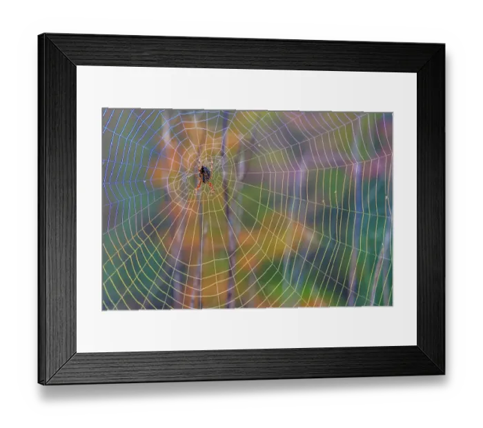 Framed Print : USA, Washington State, Guillemot Cove Nature Preserve. Cross orb-weaver spider on web. ©Don Paulson  /  Jaynes Gallery  /  DanitaDelimont.com
