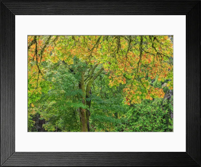 Framed Print : USA, Washington State, Seabeck. Bigleaf maple tree in fall. ©Don Paulson / Jaynes Gallery / DanitaDelimont.com Framed Print : USA, Washington State, Seabeck. Bigleaf maple tree in fall. ©Don Paulson / Jaynes Gallery / DanitaDelimont.com