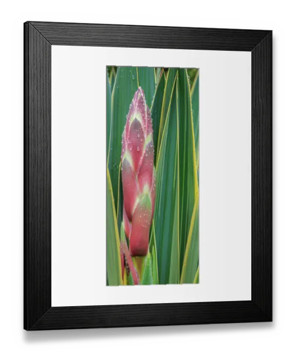 Framed Print : USA, Washington State, Seabeck. Close-up of bud on yucca plant. ©Don Paulson  /  Jaynes Gallery  /  DanitaDelimont.com