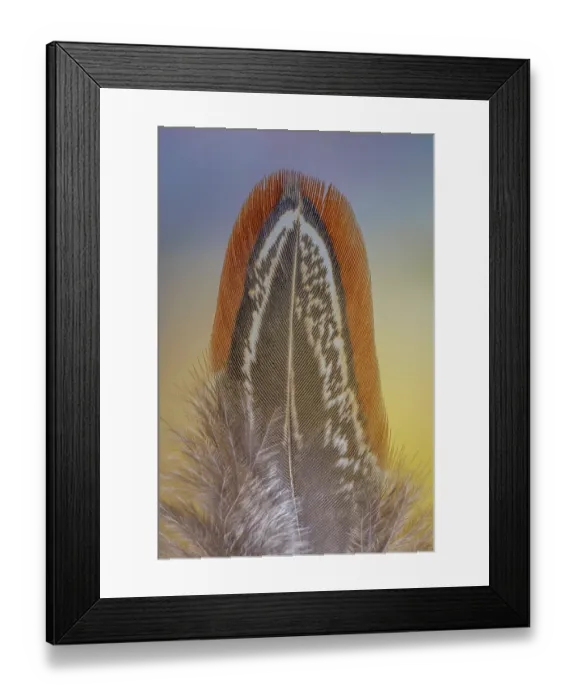 Framed Print : USA, Washington State, Seabeck. Ringneck pheasant feather close-up. ©Don Paulson  /  Jaynes Gallery  /  DanitaDelimont.com