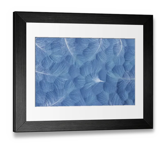 Framed Print : USA, Washington State, Seabeck. Design with downy feathers. ©Don Paulson  /  Jaynes Gallery  /  DanitaDelimont.com