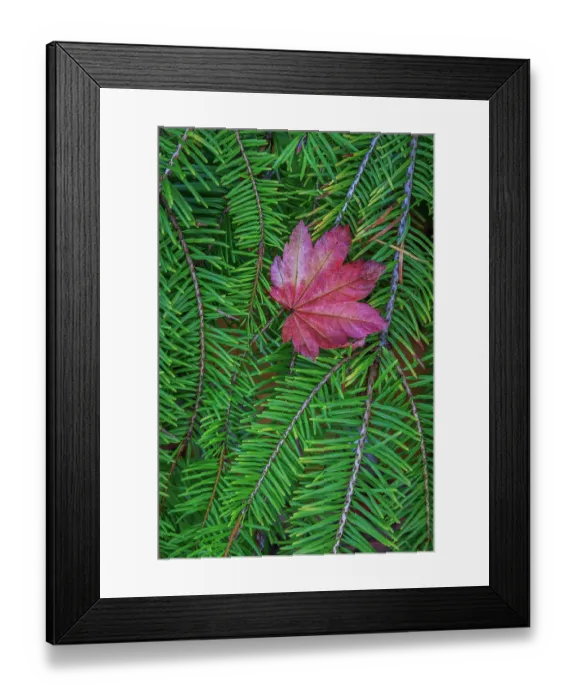 Framed Print : USA, Washington State, Seabeck. Vine maple leaf resting on fir bough. ©Don Paulson / Jaynes Gallery / DanitaDelimont.com Framed Print : USA, Washington State, Seabeck. Vine maple leaf resting on fir bough. ©Don Paulson / Jaynes Gallery / DanitaDelimont.com