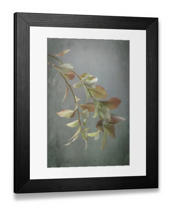 Framed Print : USA, Washington State, Seabeck. Blueberry branches in autumn. ©Don Paulson / Jaynes Gallery / DanitaDelimont.com Framed Print : USA, Washington State, Seabeck. Blueberry branches in autumn. ©Don Paulson / Jaynes Gallery / DanitaDelimont.com