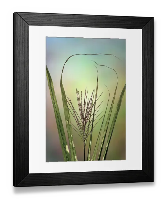 Framed Print : USA, Washington State, Seabeck. Close-up of zebra grass. ©Don Paulson / Jaynes Gallery / DanitaDelimont.com Framed Print : USA, Washington State, Seabeck. Close-up of zebra grass. ©Don Paulson / Jaynes Gallery / DanitaDelimont.com