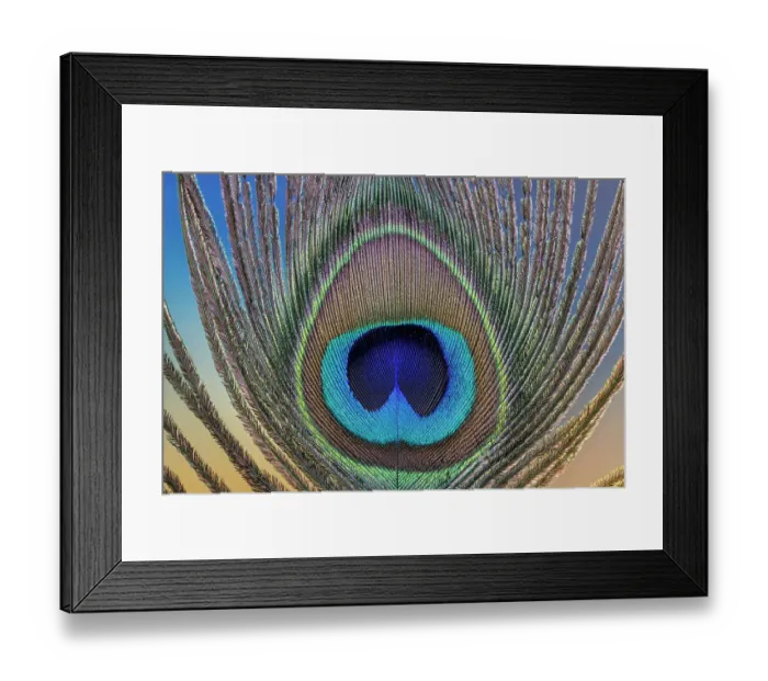Framed Print : USA, Washington State, Seabeck. Peacock feather close-up. ©Don Paulson  /  Jaynes Gallery  /  DanitaDelimont.com