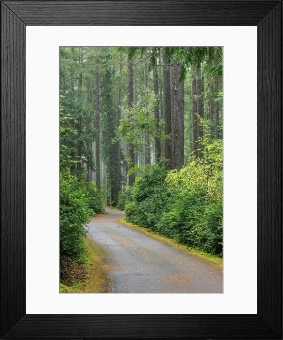 Framed Print : USA, Washington State, Seabeck. Forest and road in Scenic Beach State Park. ©Don Paulson  /  Jaynes Gallery  /  DanitaDelimont.com