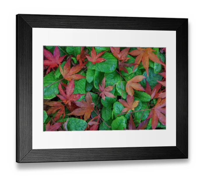 Framed Print : USA, Washington State, Seabeck. Fallen maple and primrose leaves. ©Don Paulson  /  Jaynes Gallery  /  DanitaDelimont.com