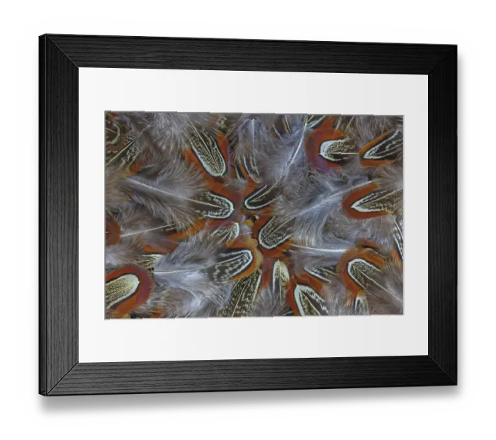 Framed Print : USA, Washington State, Seabeck. Multiple ringneck pheasant feathers close-up. ©Don Paulson  /  Jaynes Gallery  /  DanitaDelimont.com