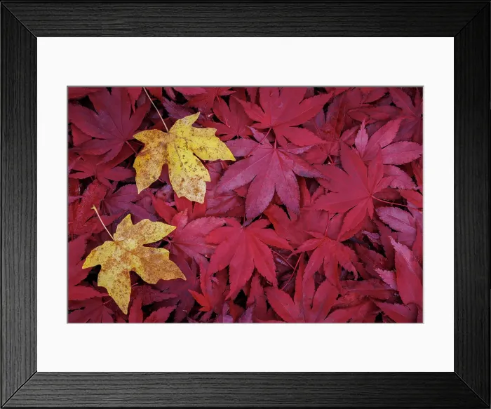 Framed Print : USA, Washington State, Seabeck. Fallen maple leaves. ©Don Paulson  /  Jaynes Gallery  /  DanitaDelimont.com