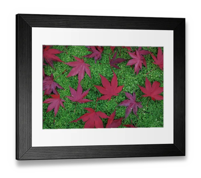Framed Print : USA, Washington State, Seabeck. Fallen red Japanese maple leaves. ©Don Paulson / Jaynes Gallery / DanitaDelimont.com Framed Print : USA, Washington State, Seabeck. Fallen red Japanese maple leaves. ©Don Paulson / Jaynes Gallery / DanitaDelimont.com