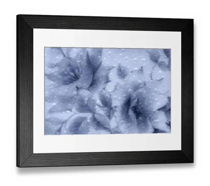 Framed Print : USA, Washington State, Seabeck. Composite abstract of flowers and leaves. ©Don Paulson / Jaynes Gallery / DanitaDelimont.com Framed Print : USA, Washington State, Seabeck. Composite abstract of flowers and leaves. ©Don Paulson / Jaynes Gallery / DanitaDelimont.com