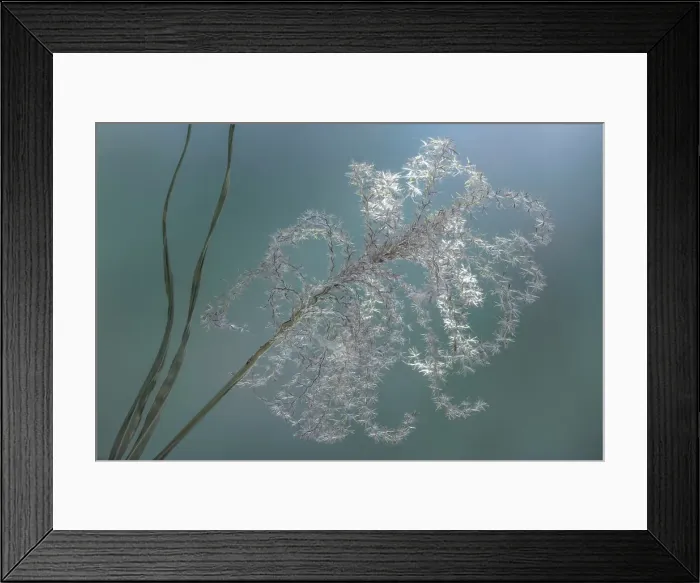 Framed Print : USA, Washington State, Seabeck. Zebra grass dry seed head. ©Don Paulson / Jaynes Gallery / DanitaDelimont.com Framed Print : USA, Washington State, Seabeck. Zebra grass dry seed head. ©Don Paulson / Jaynes Gallery / DanitaDelimont.com
