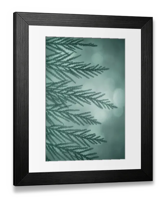 Framed Print : USA, Washington State, Seabeck. Western red cedar bough close-up. ©Don Paulson  /  Jaynes Gallery  /  DanitaDelimont.com