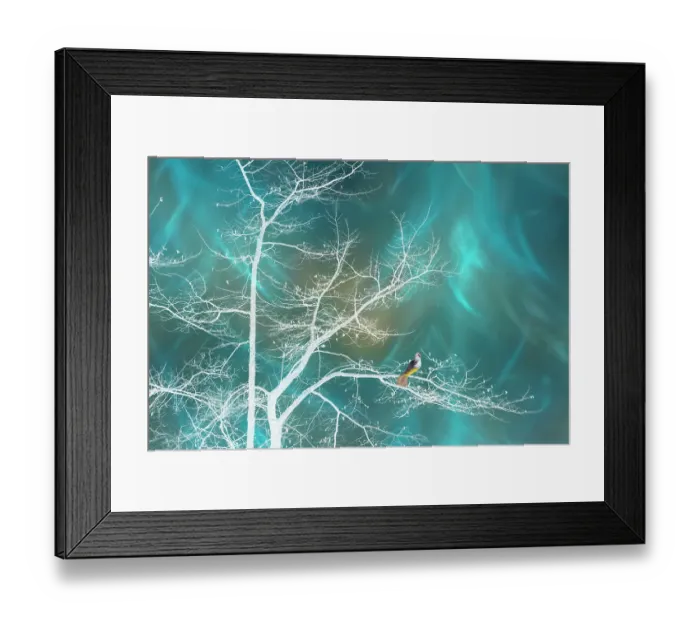 Framed Print : USA, Washington State, Seabeck. Surreal composite fantasy of bird perched on white ghost tree. ©Don Paulson / Jaynes Gallery / DanitaDelimont.com Framed Print : USA, Washington State, Seabeck. Surreal composite fantasy of bird perched on white ghost tree. ©Don Paulson / Jaynes Gallery / DanitaDelimont.com