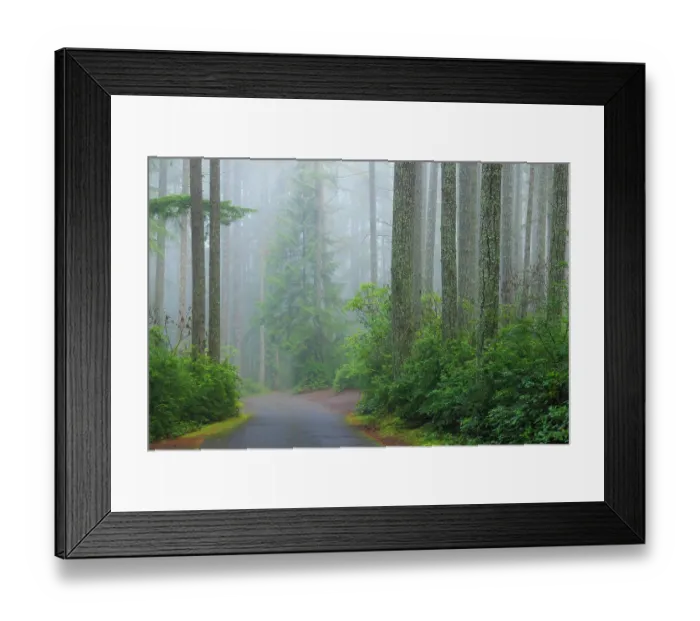 Framed Print : USA, Washington State, Seabeck. Foggy forest and road in Scenic Beach State Park. ©Don Paulson / Jaynes Gallery / DanitaDelimont.com Framed Print : USA, Washington State, Seabeck. Foggy forest and road in Scenic Beach State Park. ©Don Paulson / Jaynes Gallery / DanitaDelimont.com