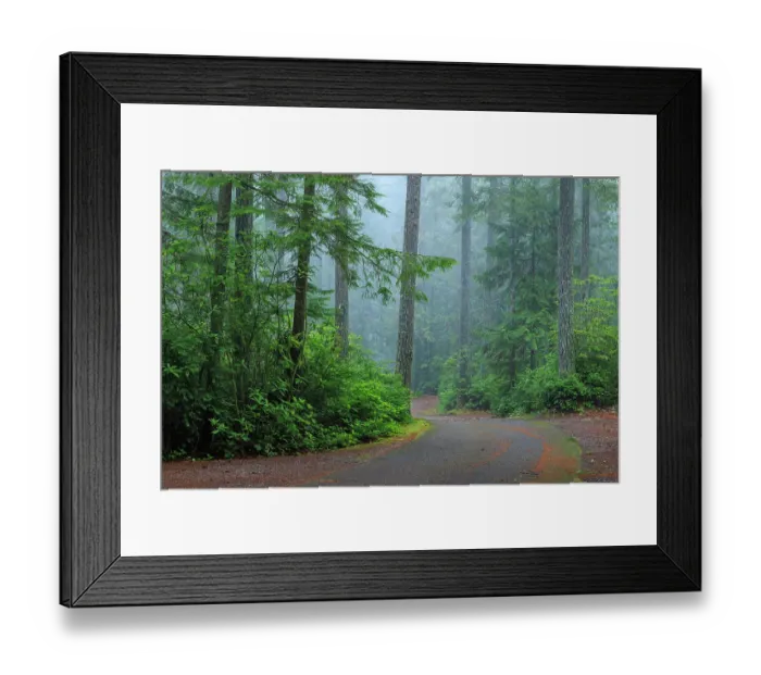 Framed Print : USA, Washington State, Seabeck. Foggy forest and road in Scenic Beach State Park. ©Don Paulson  /  Jaynes Gallery  /  DanitaDelimont.com