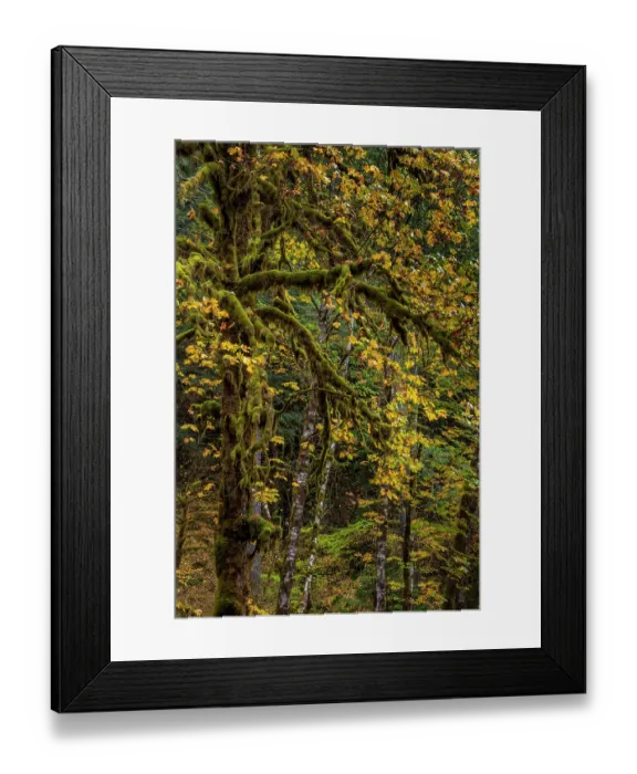 Framed Print : Big tooth maples and mossy trees in autumn in the Gifford Pinchot National Forest, Washington State, USA Framed Print : Big tooth maples and mossy trees in autumn in the Gifford Pinchot National Forest, Washington State, USA
