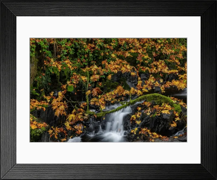 Framed Print : Fallen autumn leaves along Cedar Creek in Woodland, Washington State, USA