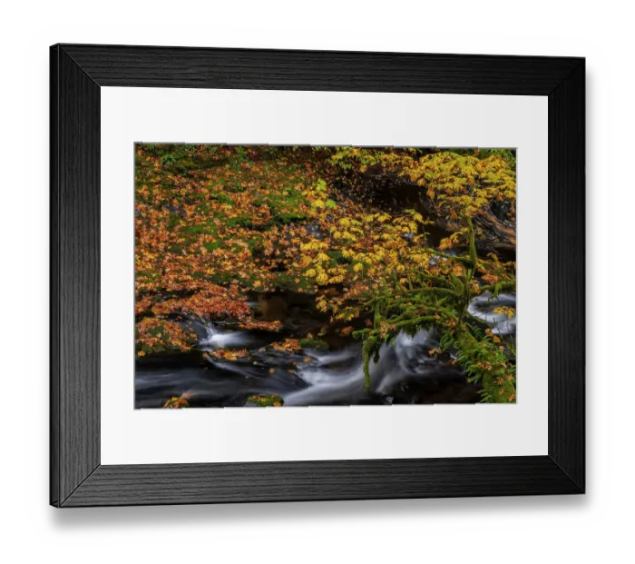 Framed Print : Fallen autumn leaves along Cedar Creek in Woodland, Washington State, USA