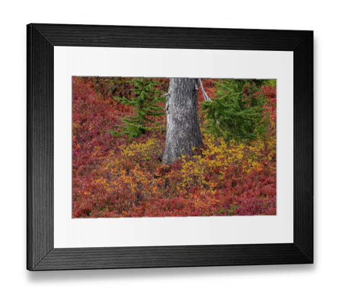 Framed Print : Huckleberry bushes and mountain ash in autumn hues in Mount Rainier National Park, Washington State, USA Framed Print : Huckleberry bushes and mountain ash in autumn hues in Mount Rainier National Park, Washington State, USA