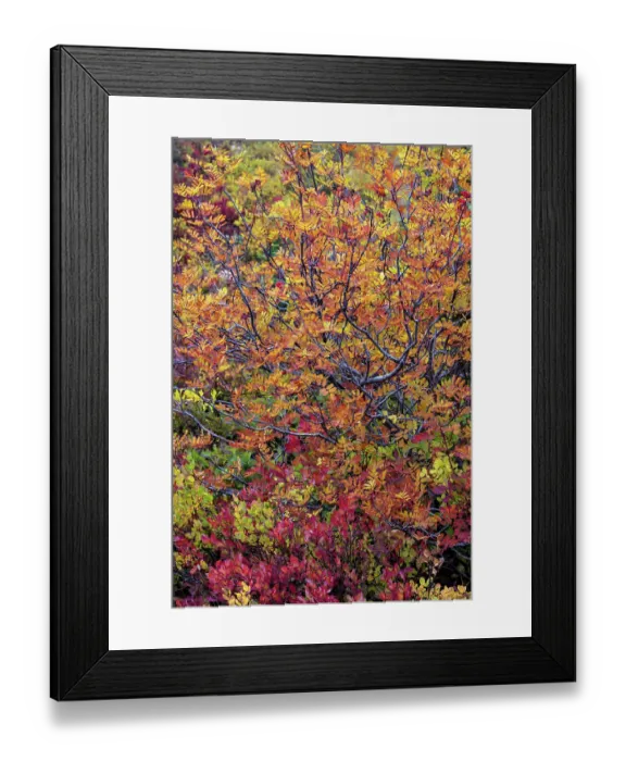 Framed Print : Huckleberry bushes and mountain ash in autumn hues in Mount Rainier National Park, Washington State, USA Framed Print : Huckleberry bushes and mountain ash in autumn hues in Mount Rainier National Park, Washington State, USA