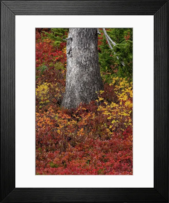 Framed Print : Huckleberry bushes and mountain ash in autumn hues in Mount Rainier National Park, Washington State, USA Framed Print : Huckleberry bushes and mountain ash in autumn hues in Mount Rainier National Park, Washington State, USA