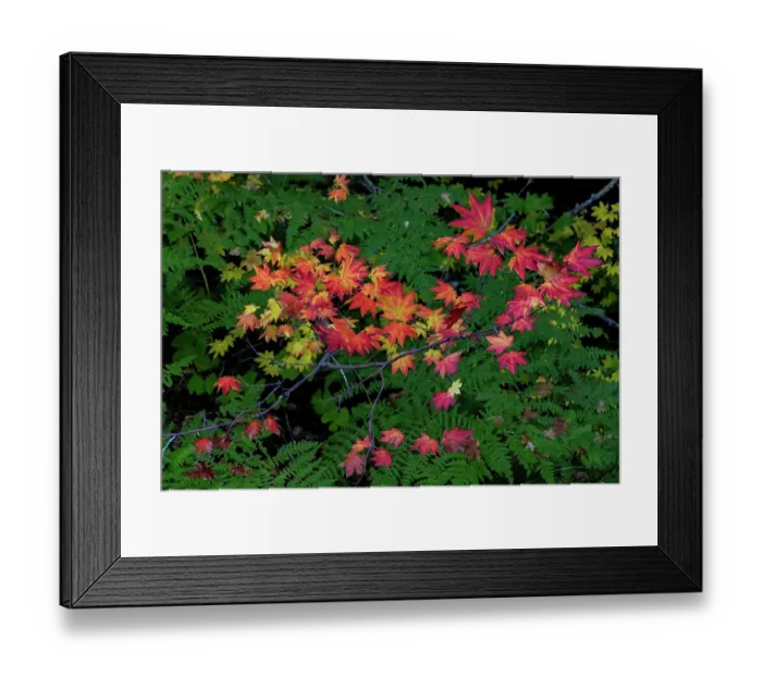 Framed Print : Autumn Rocky Mountain Maples and Ferns in Mount Rainier National Park, Washington State, USA Framed Print : Autumn Rocky Mountain Maples and Ferns in Mount Rainier National Park, Washington State, USA
