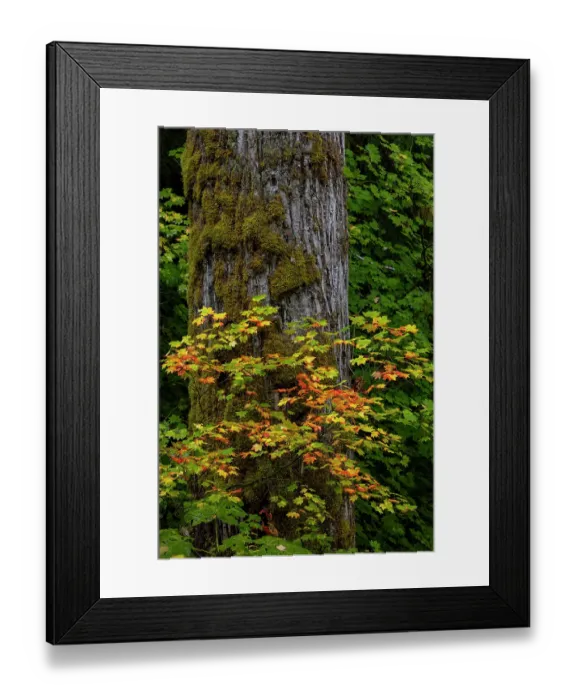 Framed Print : Rocky Mountain maples in autumn forest in Mount Rainier National Park, Washington State, USA Framed Print : Rocky Mountain maples in autumn forest in Mount Rainier National Park, Washington State, USA