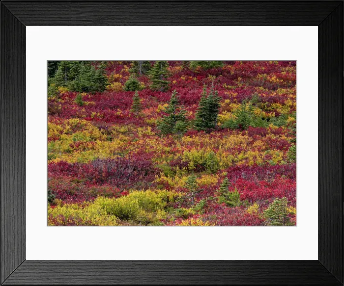 Framed Print : Huckleberry bushes and mountain ash in autumn hues in Mount Rainier National Park, Washington State, USA