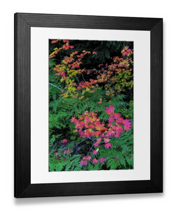 Framed Print : Autumn Rocky Mountain Maples and Ferns in Mount Rainier National Park, Washington State, USA