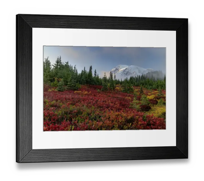 Framed Print : Autumn huckleberry bushes and Mount Rainier n Mount Rainier National Park, Washington State, USA