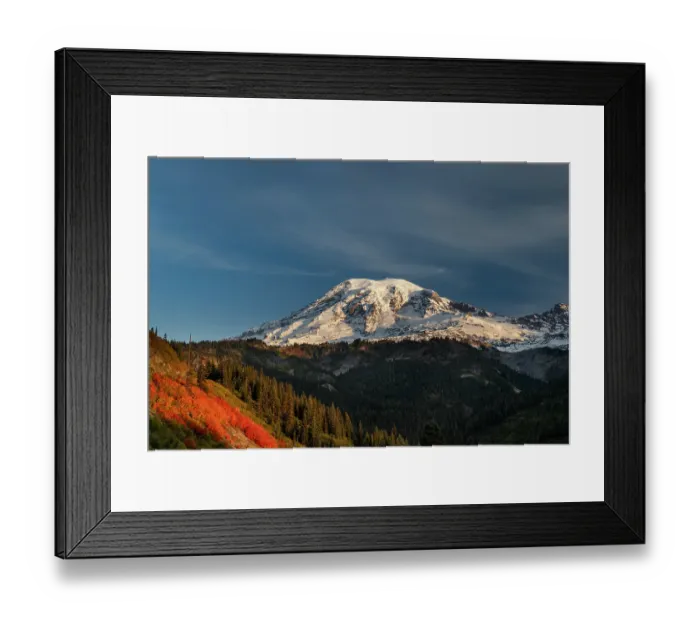 Framed Print : Autumn huckleberry bushes and Mount Rainier n Mount Rainier National Park, Washington State, USA Framed Print : Autumn huckleberry bushes and Mount Rainier n Mount Rainier National Park, Washington State, USA