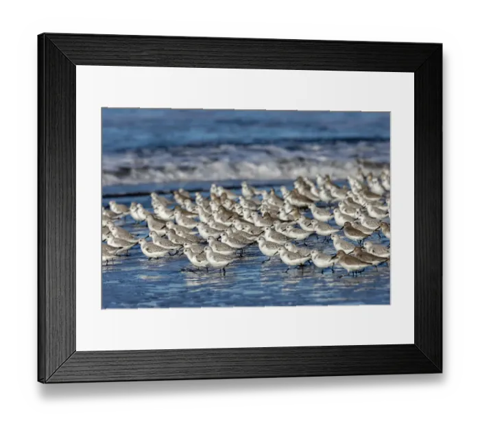 Framed Print : Sanderlings in the Pacific Ocean surf at Cape Disappointment State Park in Washington State, USA Framed Print : Sanderlings in the Pacific Ocean surf at Cape Disappointment State Park in Washington State, USA