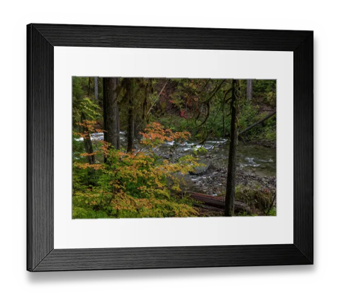 Framed Print : Autumn color along the Ohanapecosh River in Mount Rainier National Park, Washington State, USA Framed Print : Autumn color along the Ohanapecosh River in Mount Rainier National Park, Washington State, USA