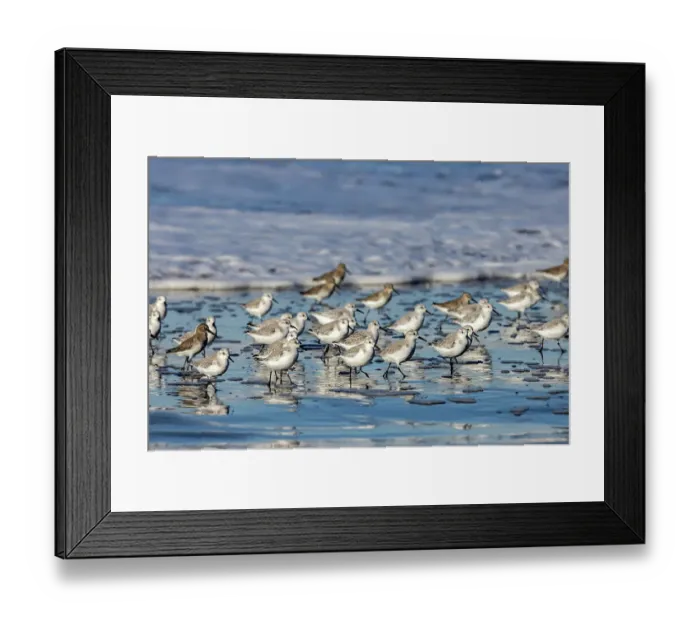 Framed Print : Sanderlings in the Pacific Ocean surf at Cape Disappointment State Park in Washington State, USA
