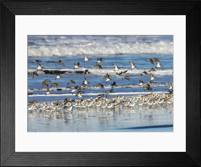 Framed Print : Sanderlings take flight along the Pacific Ocean surf at Cape Disappointment State Park in Washington State, USA