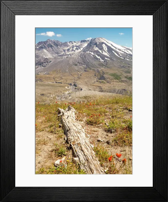 Framed Print : Washington State, Skamania County. Mount St. Helens or Louwala-Clough is an active stratovolcano. National Volcanic Monument and Park. Wildflowers Framed Print : Washington State, Skamania County. Mount St. Helens or Louwala-Clough is an active stratovolcano. National Volcanic Monument and Park. Wildflowers