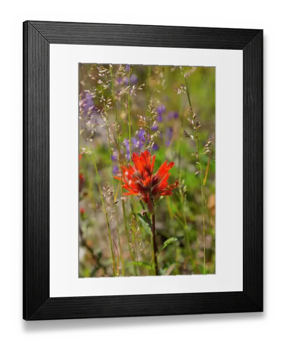 Framed Print : Washington State, Skamania County. Mount St. Helens. Indian paintbrush, aka Prairie-Fire or Castilleja Framed Print : Washington State, Skamania County. Mount St. Helens. Indian paintbrush, aka Prairie-Fire or Castilleja