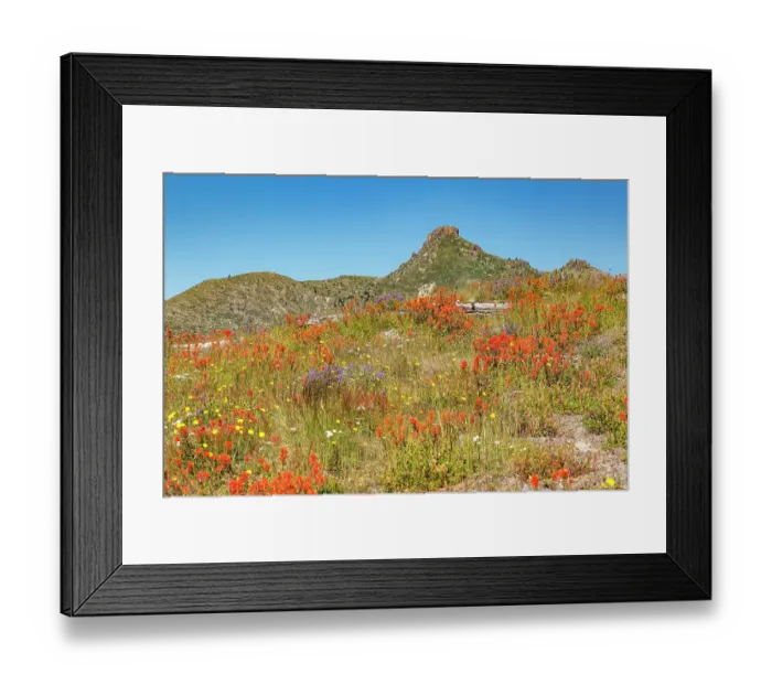 Framed Print : Washington State, Skamania County. Mount St. Helens or Louwala-Clough is an active stratovolcano. Indian paintbrush, aka Prairie-Fire or Castilleja and Lupine wildflowers Framed Print : Washington State, Skamania County. Mount St. Helens or Louwala-Clough is an active stratovolcano. Indian paintbrush, aka Prairie-Fire or Castilleja and Lupine wildflowers